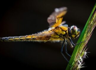 Ile pojedzie ścigacz 125? Ile pojedzie ścigacz 125?