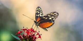 Czy antena do radia samochodowego musi mieć masę?