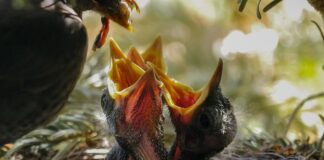 Czym karmić noworodka jeśli nie piersią?