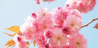 Ile paczek podpasek poporodowych do szpitala?