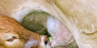 Czy każdy smoczek pasuje do butelki?