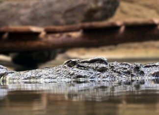 Jakiej broni używają myśliwi? Jakiej broni używają myśliwi?
