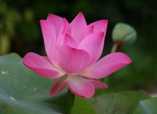 Jak się mówi po angielsku książka?