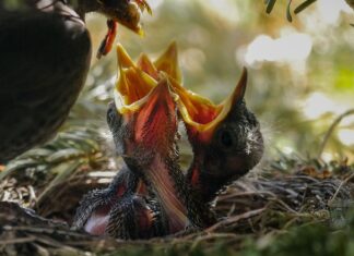 Czy można karmić dziecko na płasko?