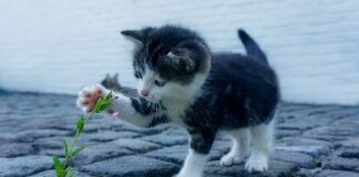 Jakie małe auto elektryczne?