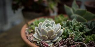 Czym się rożni modelina od gliny?