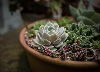 Czym się rożni modelina od gliny?