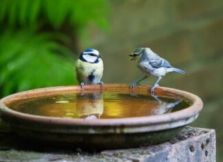 Jak się mówi dzisiej czy dzisiaj?