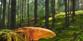 Jakie choroby wywołuje grzyb w domu?