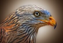 Jak zrobić żeby latawiec latał?