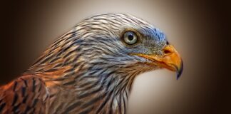 Jak zrobić żeby latawiec latał?