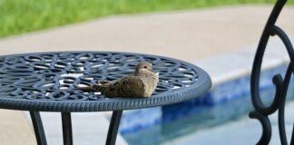 Czy można kąpać się w basenie z podpaska?