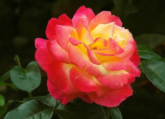 Jak reagować na podziękowania? Jak reagować na podziękowania?