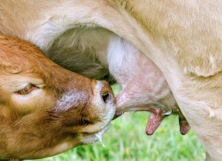 Jaki smoczek dla noworodka zaufaj położnej?