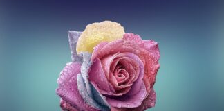 Czym się rożni Librus od Librus Synergia?