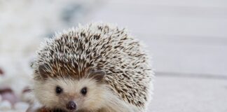 Czy dziecko może mieć kolki po mleku modyfikowanym?