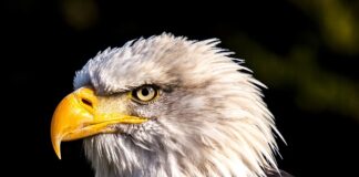 Jak zrobić Orla z plasteliny?