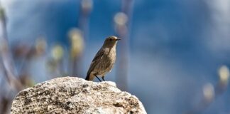 Jakie choroby powoduje pleśń w domu?