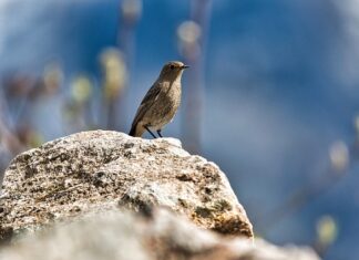 Jakie choroby powoduje pleśń w domu?