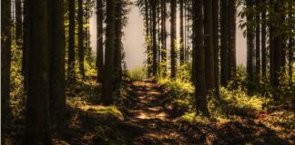 Gdzie były nagrywane auta?