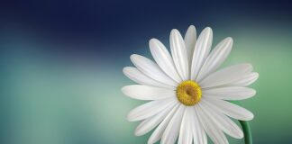 Czy jest biały marker?