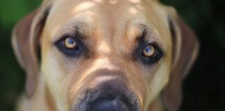 Jak jest po hiszpańsku piórnik?