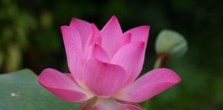 Jak się mówi po angielsku piórnik?