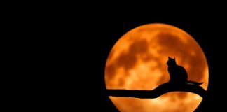 Jak zrobić domowe pierścionki?