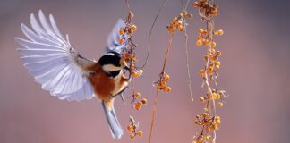 Czy do pióra Parker pasują zwykle naboje?