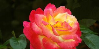 Jak napisać podziękowania na Facebooku?