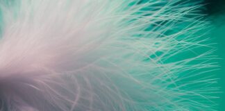 Ile kosztuje piórko?