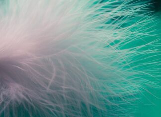 Ile kosztuje piórko? Ile kosztuje piórko?